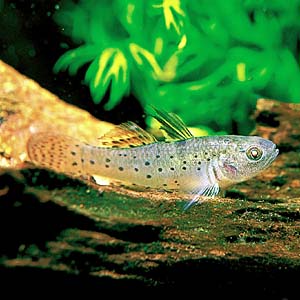 �i�C�g�R�r�[