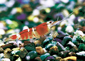 �X�[�p�[���b�h�r�[�V�������v