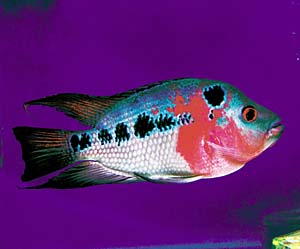 �t�����[�z�[��