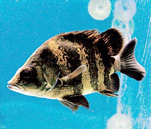 �j���[�M�j�A�_�g�j�I