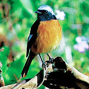 �W���E�r�^�L