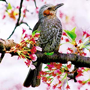 �q���h��