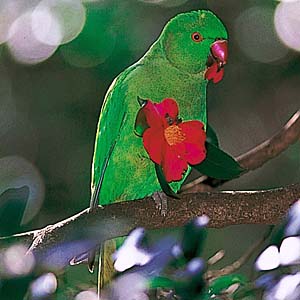 ���J�P�z���Z�C�C���R