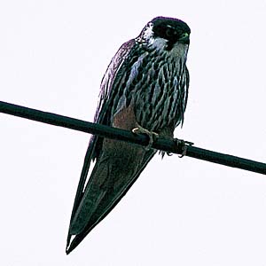 �`�S�n���u�T