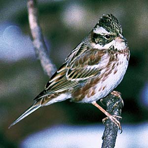 �J�V���_�J