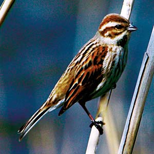 �I�I�W������