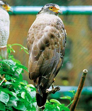 �J���������V