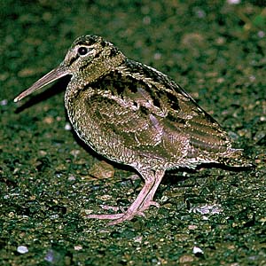 �A�}�~���}�V�M