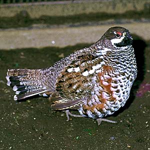 �G�]���C�`���E