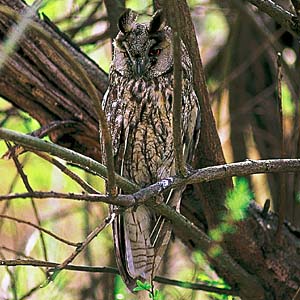 �g���t�Y�N