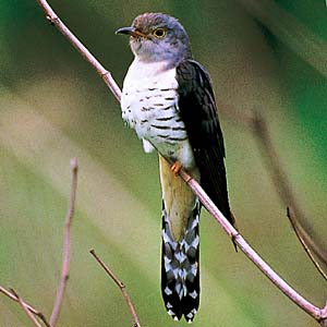 �z�g�g�M�X