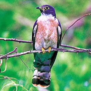 �W���E�C�`