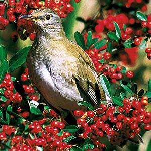 �V���n��