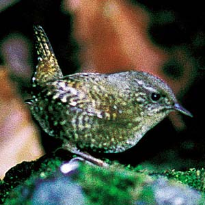 �~�\�T�U�C