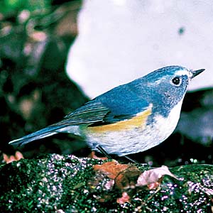 �����r�^�L