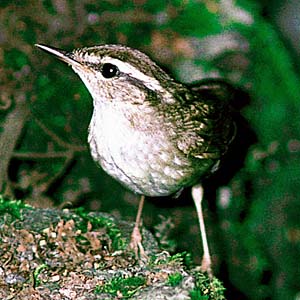 ���u�T��