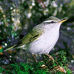 �Z���_�C���V�N�C