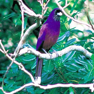 �����J�P�X