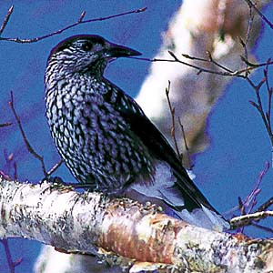 �z�V�K���X