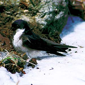 �C���c�o��