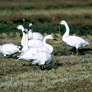 �R�n�N�`���E