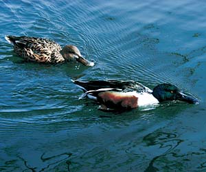 �n�V�r���K��