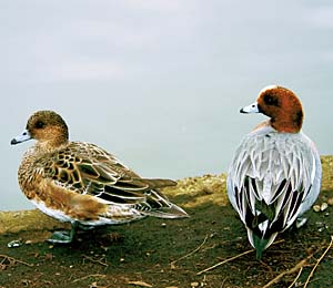 �q�h���K��