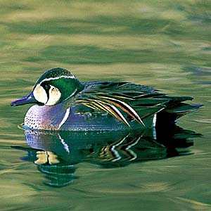 �g���G�K��