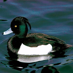 �L���N���n�W��