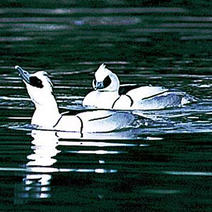 �~�R�A�C�T