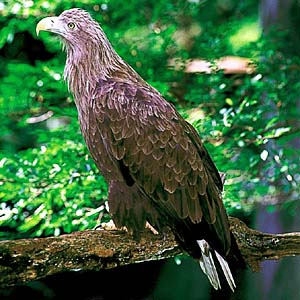 �I�W�����V