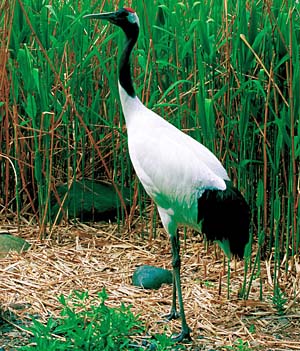 �^���`���E