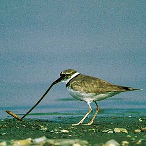 �C�J���`�h��