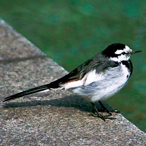 �n�N�Z�L���C