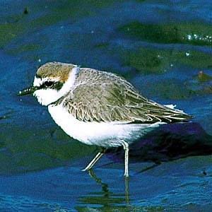 �V���`�h��