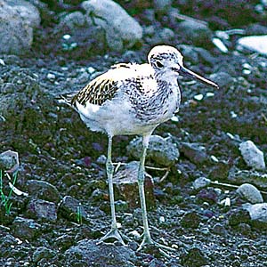 �A�I�A�V�V�M