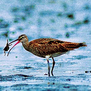 �`���E�V���N�V�M