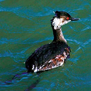 �n�W���J�C�c�u��