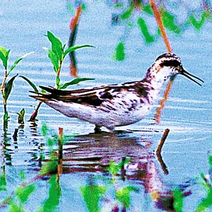 �A�J�G���q���A�V�V�M