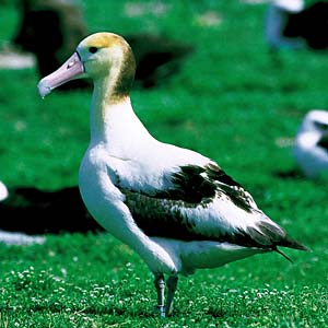 �A�z�E�h��