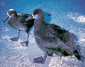 �N���A�V�A�z�E�h��