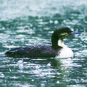 �V���G���I�I�n��