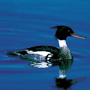 �E�~�A�C�T