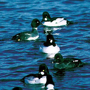 �z�I�W���K��