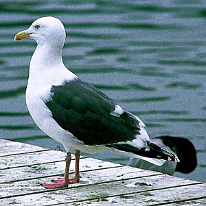 �I�I�Z�O���J����