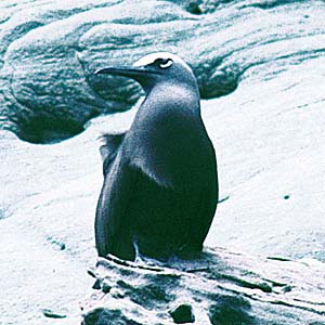 �N���A�W�T�V