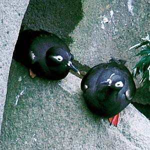 �P�C�}�t��