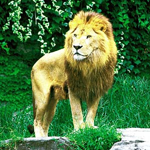 ���C�I��