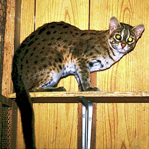 �x���K�����}�l�R