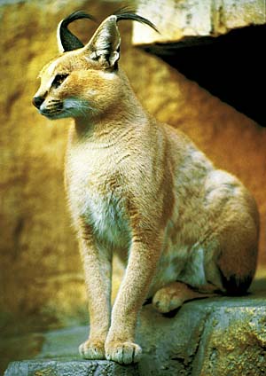 �J���J��